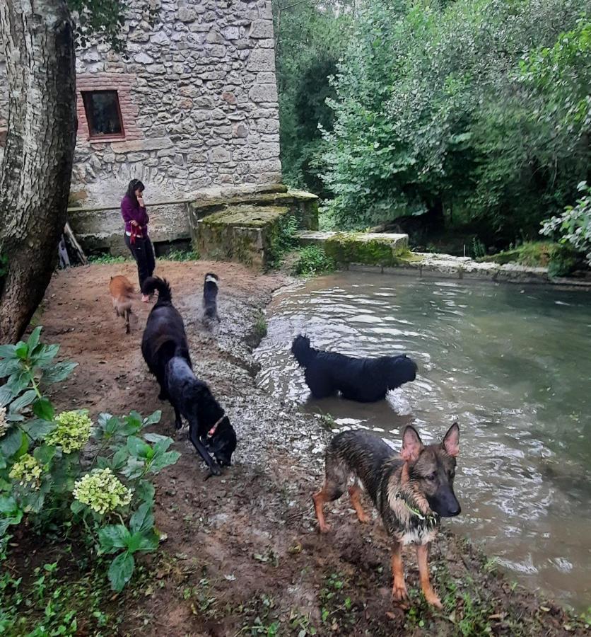 Posada Pet Friendly El Molino De Cantabria Entrambasaguas  Extérieur photo